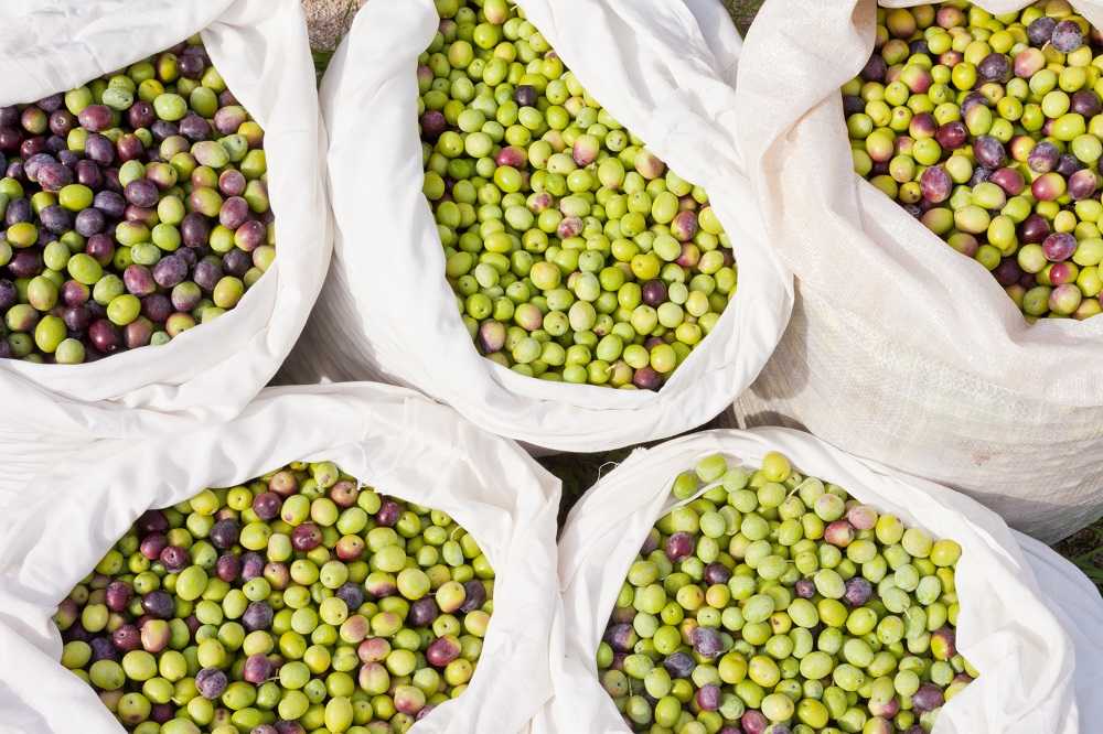 machine agro-alimentaire séchage ensachage mélange