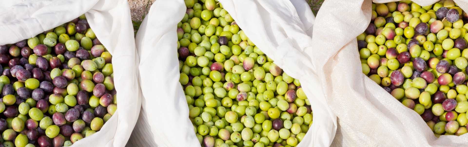Machine traitement olives